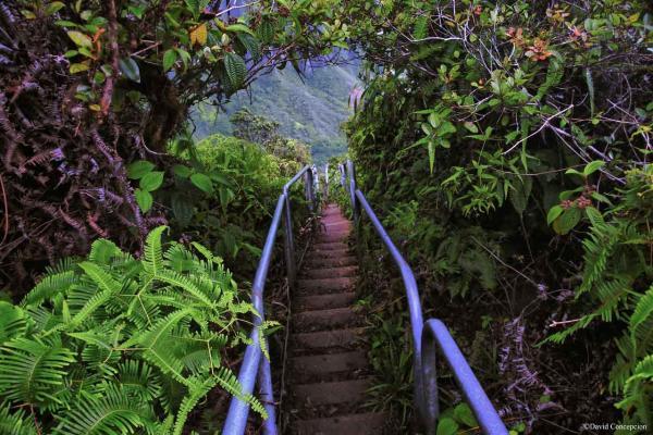 صعود از پلکانی رویایی بر فراز کوههای هاوایی