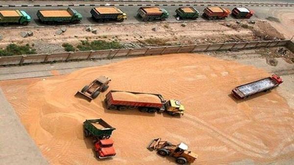 ذخیره گندم در چهارمحال و بختیاری به 80 تن رسید ذخیره گندم در چهارمحال و بختیاری به 80 تن رسید