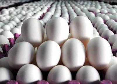تخم مرغ گران شد؟ ، قیمت هر شانه 30 عددی و تخم مرغ های بسته بندی را ببینید
