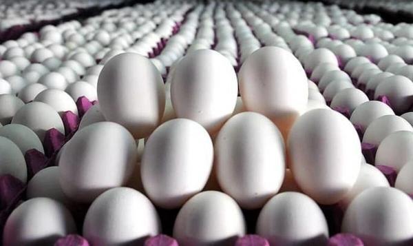 تخم مرغ گران شد؟ ، قیمت هر شانه 30 عددی و تخم مرغ های بسته بندی را ببینید