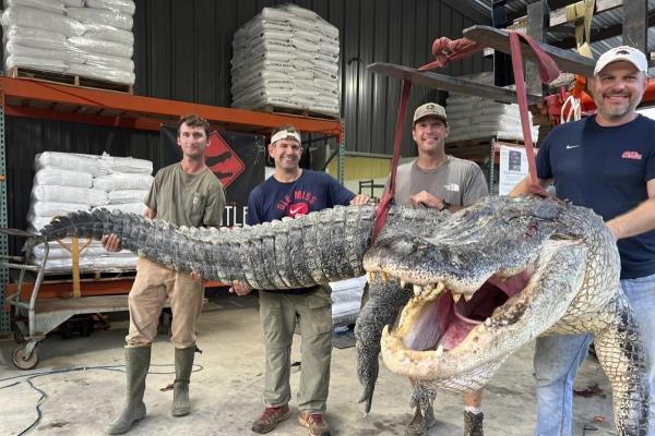 بزرگترین تمساح تاریخ می سی سی پی شکار شد